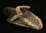 Huge, Unworn Triceratops Tooth - #5711-3